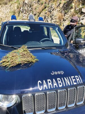 SEQUESTRATI 87 KG DI ASPARAGI SELVATICI E SANZIONI PER 16.000 EURO
