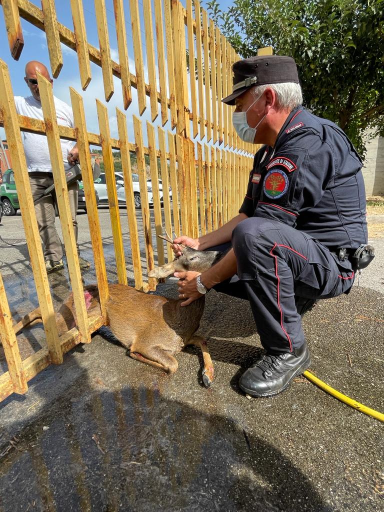 CUCCIOLO DI CAPRIOLO E 34 CANI SALVATI DAI CC E VV.UU DI SESSA A. CUCCIOLO DI CAPRIOLO E 34 CANI SALVATI DAI CC E VV.UU DI SESSA A.
