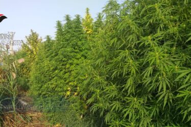 MARITO E MOGLIE CON 32 PIANTE DI MARIJUANA ALTE 2METRI