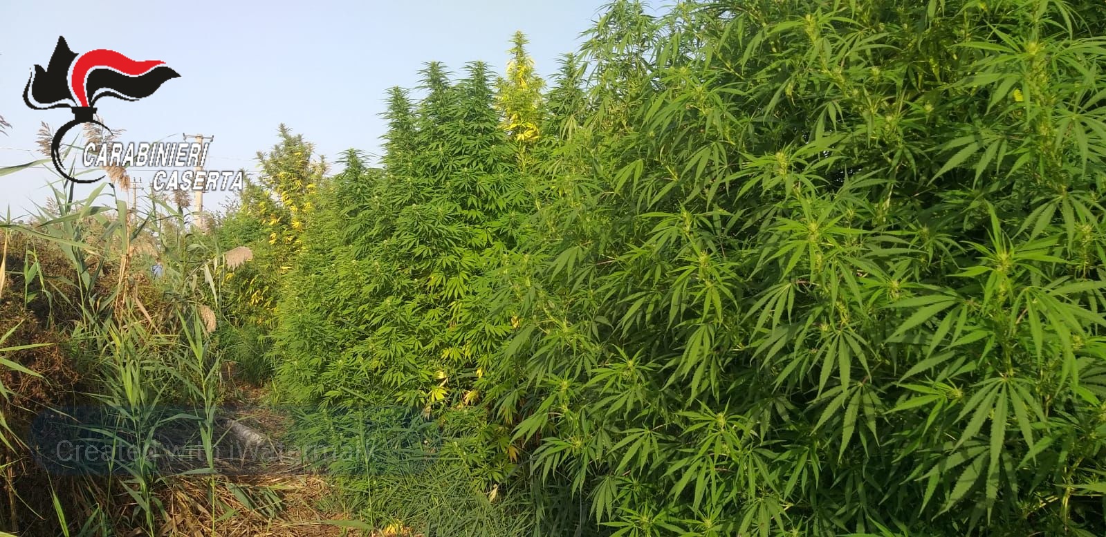 MARITO E MOGLIE CON 32 PIANTE DI MARIJUANA ALTE 2METRI