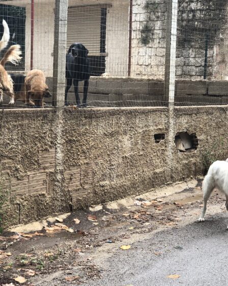 PROBLEMA CANI A VIA MACELLO CON MONNEZZA