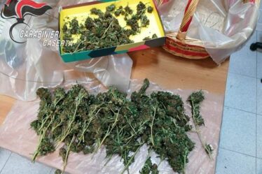 ESSICCAVA MARIJUANA IN CASA ARRESTATO