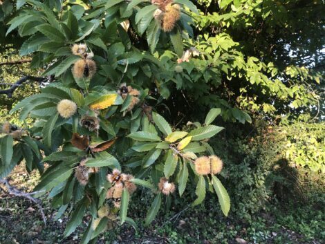 CASTAGNE 93ENNE SORPRESA A RACCOGLIERLE