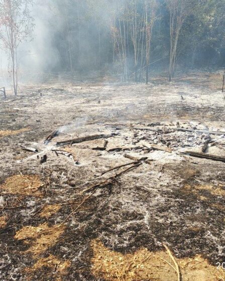 INCENDI ESTIVI BENVENUTO AUTUNNO di Dimitri Pierri