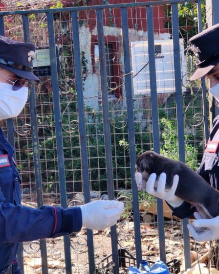 CELLOLE SEQUESTRATI I CANI “MALTRATTATI”DEL SANTA LUCIA