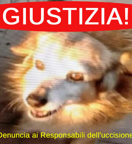 PARTITO ANIMALISTA:NIENTE BOTTI A FINE ANNO