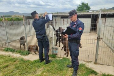 SEQUESTRO CANILE A SESSA