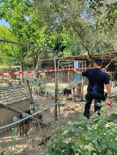 SESSA:SEQUESTRO LAGER PER CANI
