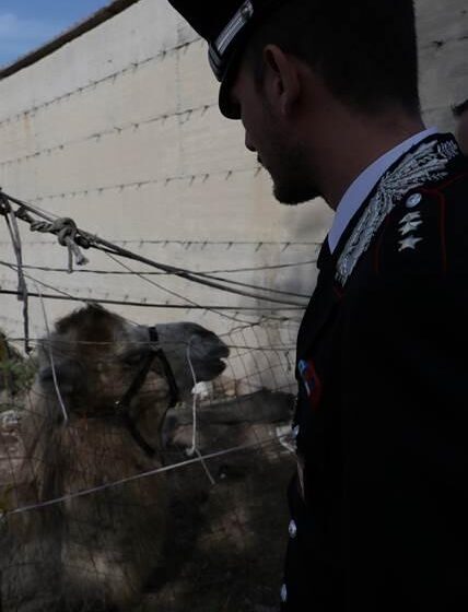 DETENEVA UN CAMMELLO SETTE CAVALLI E DODICI CANI