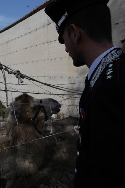 DETENEVA UN CAMMELLO SETTE CAVALLI E DODICI CANI