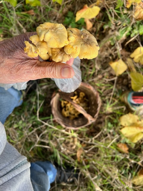 TEMPO DI “IAGLINIELLI” E FOCACCE