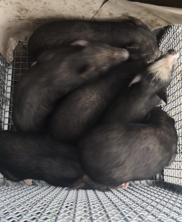 SEQUESTRO AZIENDA OVINA CAPRINA
