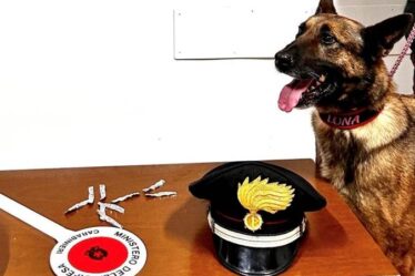 ALTRO CHE LUNA CANE ANTIDROGA DA CHIAMARE SOLE