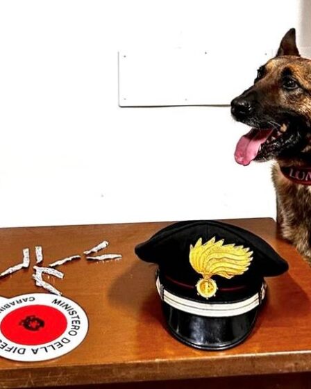 ALTRO CHE LUNA CANE ANTIDROGA DA CHIAMARE SOLE ALTRO CHE LUNA CANE ANTIDROGA DA CHIAMARE SOLE