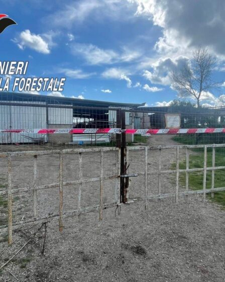 SEQUESTRO BUFALE IN ORRIBILI CONDIZIONI