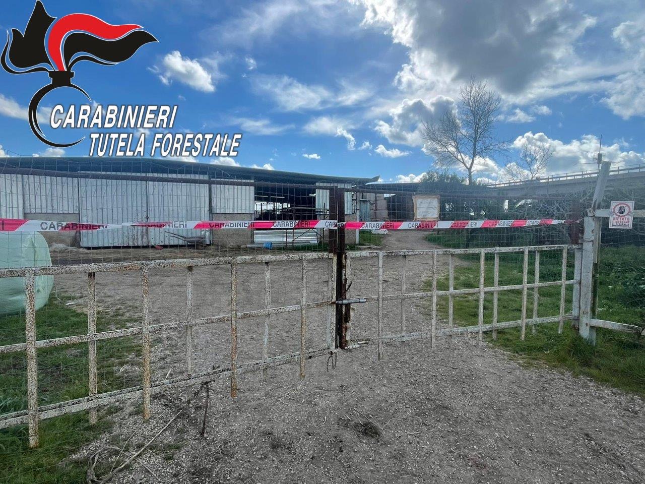 SEQUESTRO BUFALE IN ORRIBILI CONDIZIONI