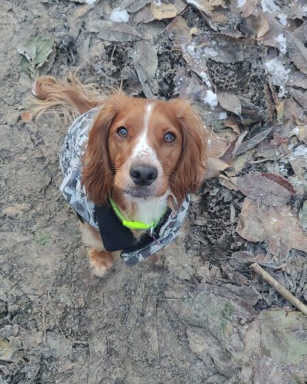 ALVIGNANO:LAGER CANI MALTRATTATI TITOLARE DENUNCIATO!