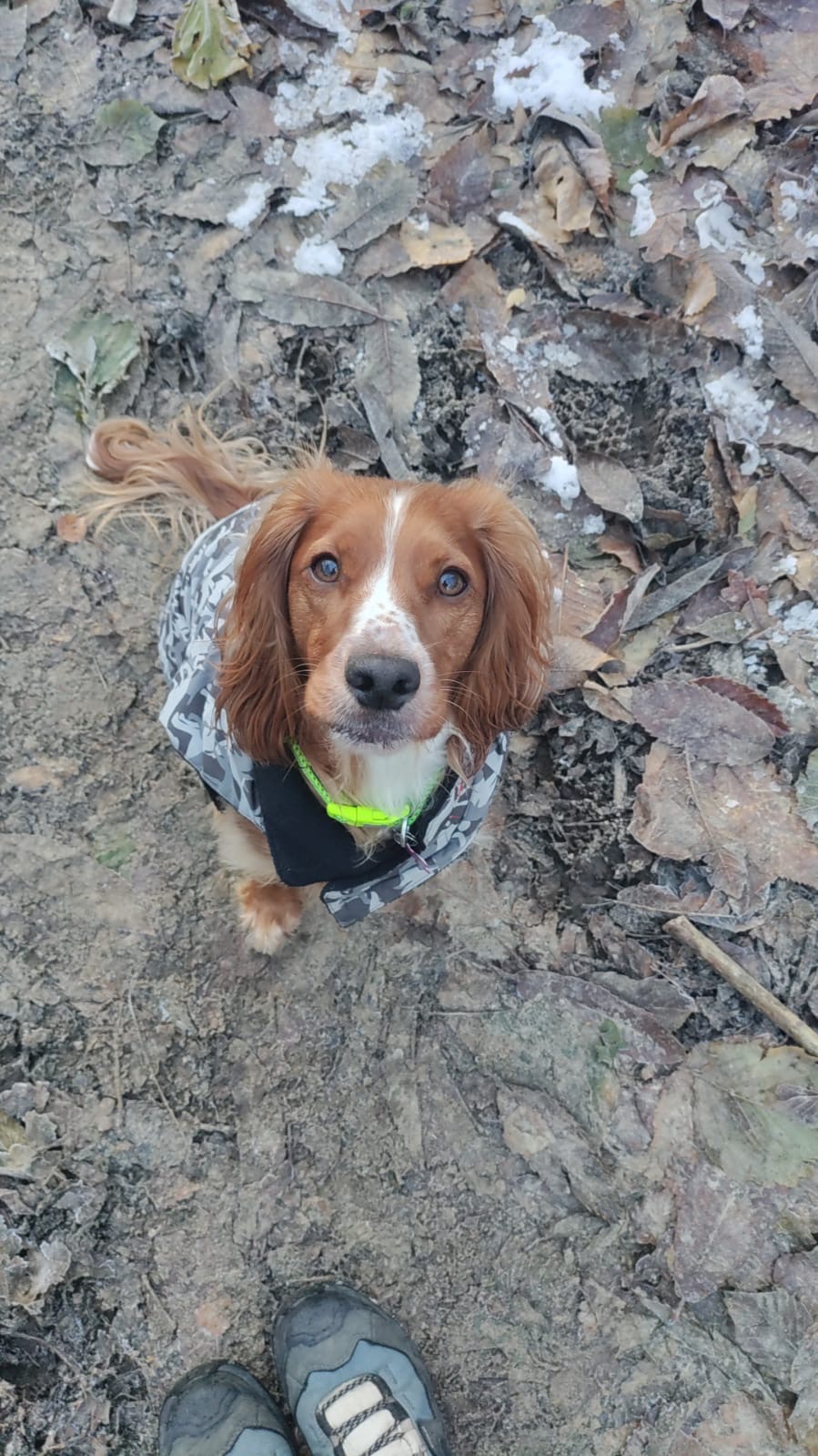ALVIGNANO:LAGER CANI MALTRATTATI TITOLARE DENUNCIATO!